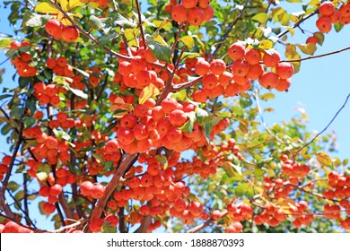 Malus Crabapple In The Garden