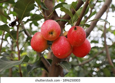 Malus Crabapple In The Garden