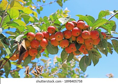 Malus Crabapple In The Garden