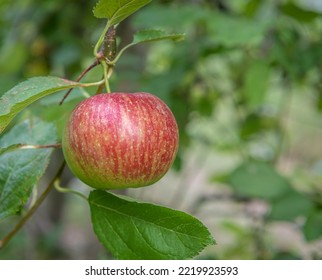 Malus domestica 'Royal Gala'. Single apple on tree branch against  green background - Selective focus with shallow deph on field - Shutterstock ID 2219923593