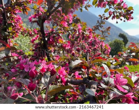 Malus profusion. Blooming pink flowers of crabapples or wild apples. High quality photo
