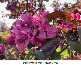 Malus profusion - close up of pink flowers. Blooming crabapples or wild apples. High quality photo