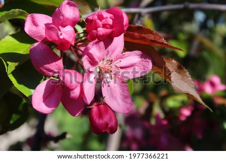 Malus profusion - crabapple pink flowers closeup. Blooming  crabapples (crab apples, crabtrees or wild apples)