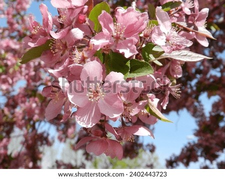Malus Royalty Crabapple tree with flowers in the morning sun close up. Apple blossom. Spring background. Spring background of flowers. Red apple tree flowers.