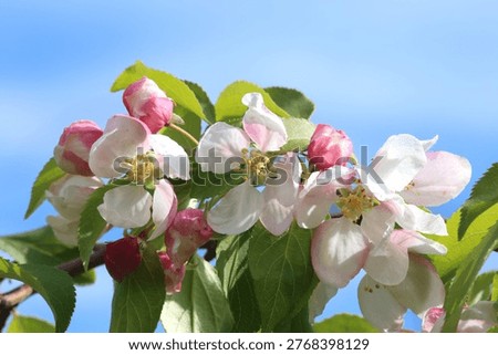 Malus × scheideckeri 'Red Jade'. Close up flowers crab apple tree pale pink with deeper pink buds.