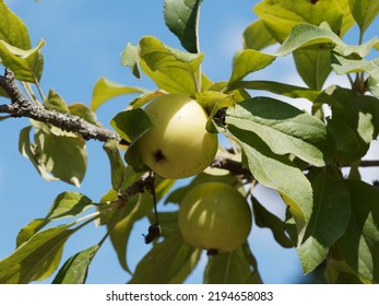 (Malus Sieversii ) Detail View Of Ripening Yellow Fruits Of Kazakhstan Wild Apple Or Altai-apple Tree
