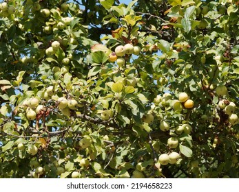 Malus Sieversii -  Kazakhstan Wild Apple Or Altai-apple Tree, Wild Apple Tree With Branches Bearing Many Yellow Apples Well-fragrant Flesh