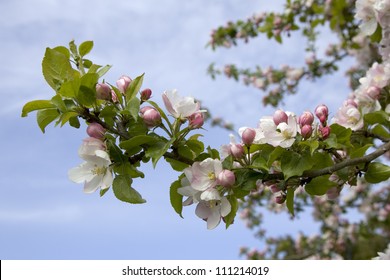 Malus Sylvestris, Close-up, Sweden