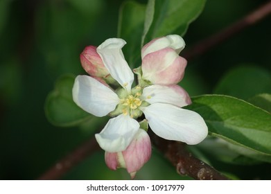 Malus Sylvestris Mill. - Crab Apple