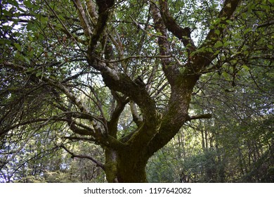 Malus Sylvestris Tree