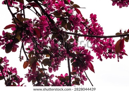 Malus tree bloosom at the white background