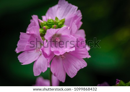 Malva a genus of herbaceous annual, biennial and perennial plants of the Malvaceae family, one of the most closely related genera in the family.