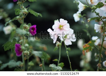 Malva is a genus of herbaceous annual, biennial and perennial plants of the Malvaceae family, one of the most closely related genera in the family, with a common English malt malva. Selective focus.