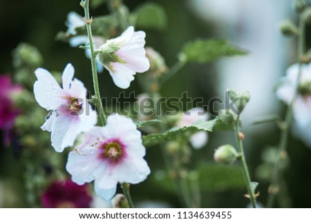 Malva is a genus of herbaceous annual, biennial and perennial plants of the Malvaceae family, one of the most closely related genera in the family, with a common English malt malva