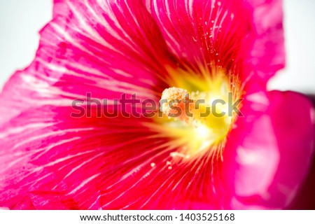 Malva is a genus in the Malvaceae family from which he is the genus of the genus, one of the most closely related genera in the family bearing the common English familial malva,