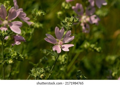 Malva moschata, the musk mallow or musk-mallow, is a species of flowering plant in the family Malvaceae - Shutterstock ID 2171984765
