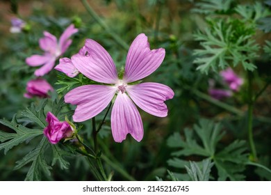 Malva moschata musk-mallow pink flowers  - Shutterstock ID 2145216745