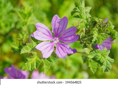 Malva Sylvestris 