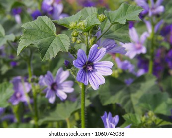 Blue Mallow Petals Images Stock Photos Vectors Shutterstock