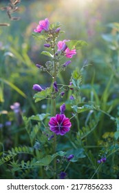 Malva Sylvestris (cheeses, High Mallow And Tall Mallow) At Sunset. Selective Focus