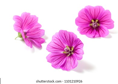 Malva Sylvestris Flowers