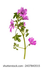 Malva sylvestris in front of white background