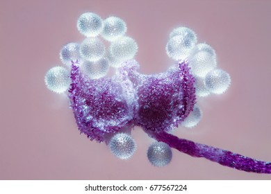 Malva Sylvestris, Pollen And Stamen, Microscope