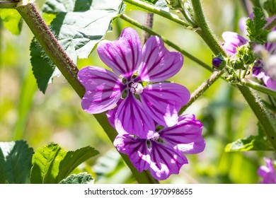 Malva sylvestris is a species of the mallow genus Malva in the family of Malvaceae. Known as common mallow, it acquired the names of cheeses, high mallow and tall mallow. Malva multiflora Cav. Soldano