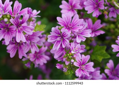 Malva Sylvestris (Usubeni-aoi)