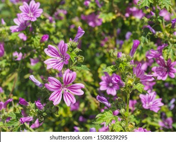 Malva Sylvestris Zebrina Zebra Hollyhock Vigorous Stock Photo Edit Now 1508239295