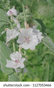  Malvaceae Flowers And Leaves On Stem. Echter Eibisch  Common Marshmallow