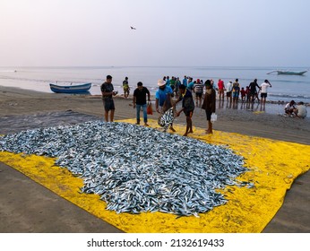 Malvan, India - December  20, 2021 : Indian fishermen with freshly catched fish and fishing net at the seashore.