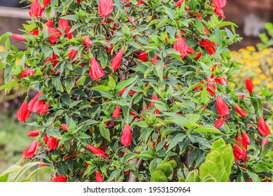 Malvaviscus Arboreus Species Flowering Plant Hibiscus Stock Photo ...