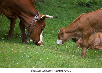 Mama And Baby Cow Eating Grass