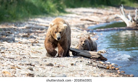 Mama Bear Walking Along The Beach With Cubs 