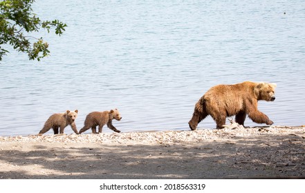 Mama Bear Walking Along The Beach With Cubs 