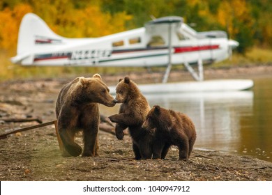 Mama Bear Walking With Her Two Cubs On The Beach Of Naknak Lake, Alaska