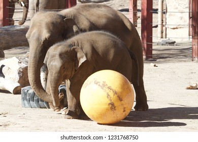 Mama elephant and her nearly newborn baby play with a yellow ball in their zoo enclosure