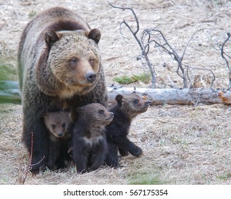 Mama Grizzly Bear With Cubs