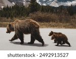 Mama grizzly bear leads two cubs along road on the Icefields Parkway in Alberta, Canada.