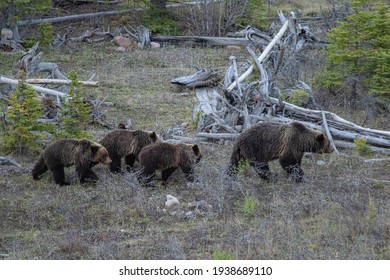 Mama Grizzly Bear In The Wild With Her Cute Baby Cubs In The Canadian Rockies - Jasper National Park, Alberta, Canada