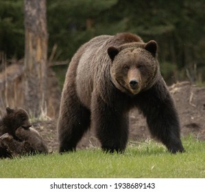 Mama Grizzly Bear In The Wild With Her Cute Baby Cubs In The Canadian Rockies - Jasper National Park, Alberta, Canada