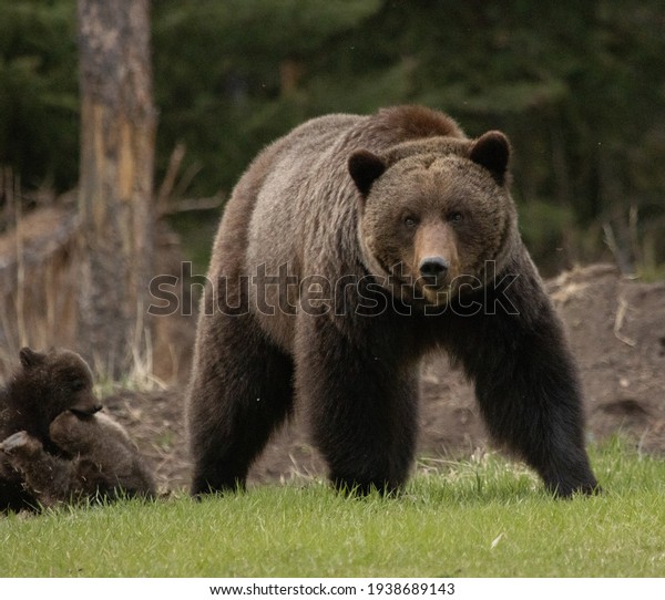 Mama\
Grizzly Bear in the wild with her cute baby cubs in the Canadian\
Rockies - Jasper National Park, Alberta,\
Canada