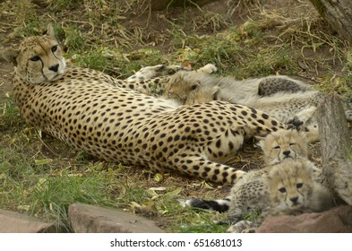 Mama Leopard With Cubs In A Zoo Cage