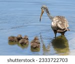 Mama limpkin with four chicks at water