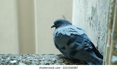 Mama Pigeon Waiting For Baby Pigeon. Baby Pigeon Come Back Home.