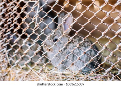 Mama Rabbit And Two Rabbits Are Sitting On The Hay In A Cage With A Rusty Grating, A Blurred Frame. Concert Eco-meat.