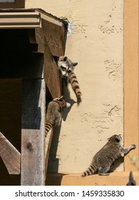 Mama Raccoon And Babies Climbing The House