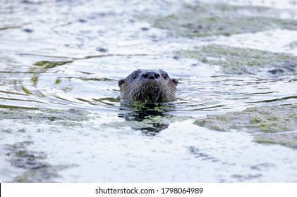 Mama River Otter Swimming In A Local Pond Near Ottawa, Canada