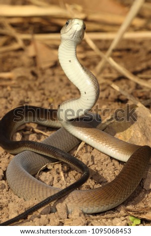 Similar – A small grass snake on the compost